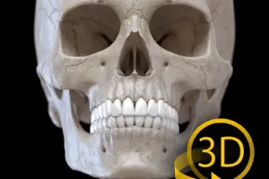 Skeleton-3D-Anatomy-pc-download